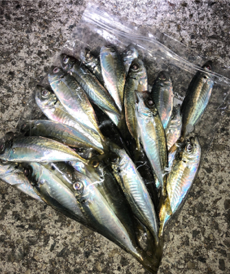 1年ぶりの淡路アジング☆GUNNING-STYLE