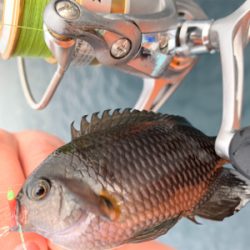 ヒラスズキと色々