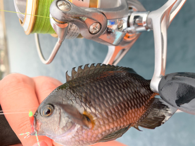 ヒラスズキと色々