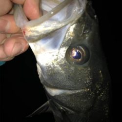 なんとか釣れた〜