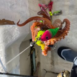 明石　　タコ釣り