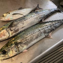 ライトショアジギング