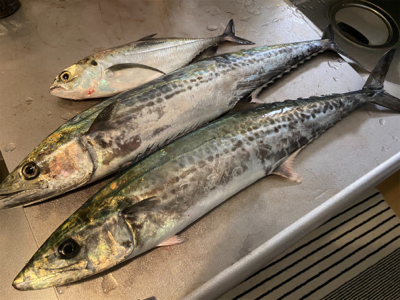 ライトショアジギング