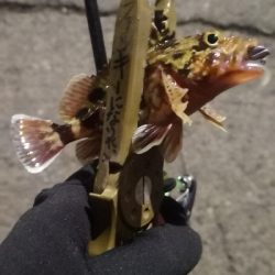 アジング練習 107