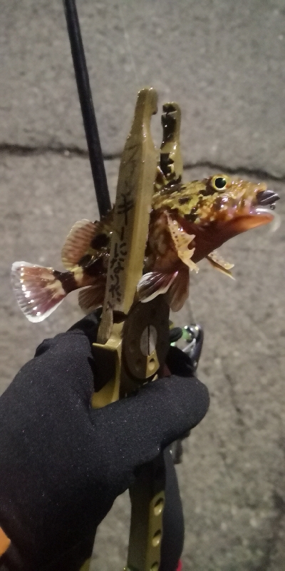 アジング練習 107