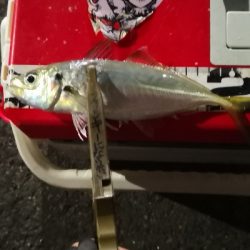 アジング練習 108