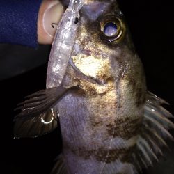 ナイトメバリング