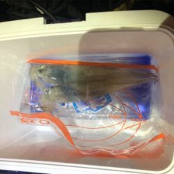 今年初エギング