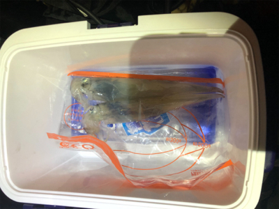 今年初エギング