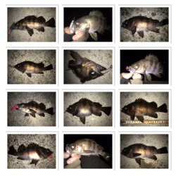 2020ライトゲーム第6戦