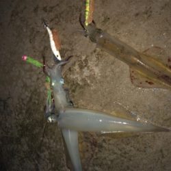 雪の中ヤリイカ釣行