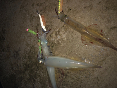 雪の中ヤリイカ釣行