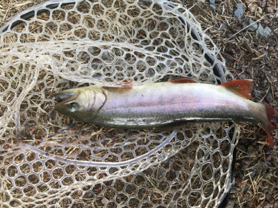 初めての管理釣り場