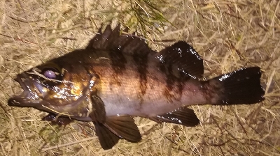 メバリング1805〜1855