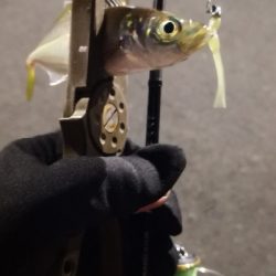 アジング練習 109  スローテーパーを楽しむの巻