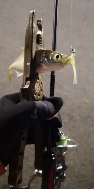 アジング練習 109  スローテーパーを楽…