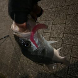 久々、都市型河川でシーバスマルチ