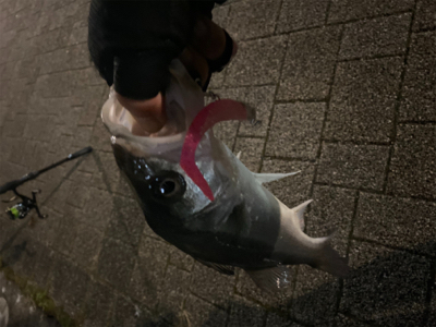 久々、都市型河川でシーバスマルチ