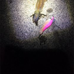 ヤリイカリベンジ