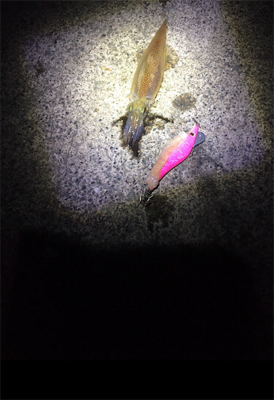 ヤリイカリベンジ