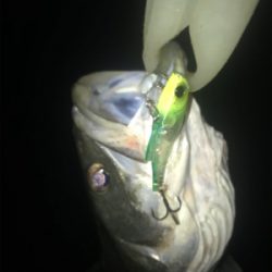 寒いけど釣れます！