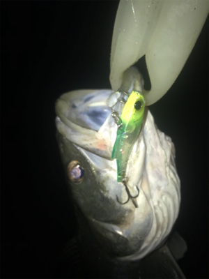 寒いけど釣れます！