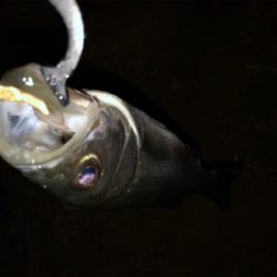 ベイトは不明も