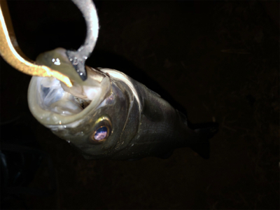 ベイトは不明も