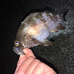 ライトゲーム、メバリング