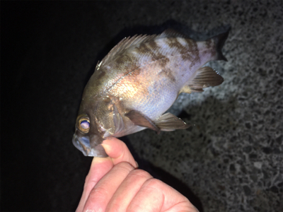 ライトゲーム、メバリング