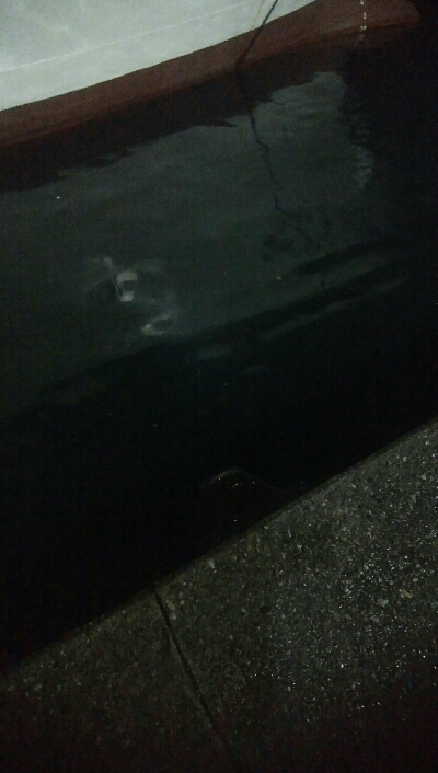 満員で、入る場所がない・・・