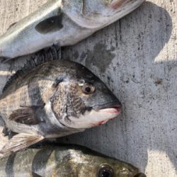 朝からエビ撒き