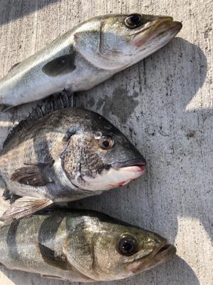 朝からエビ撒き