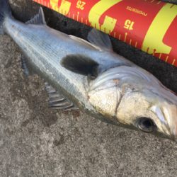 シーバスはそこそこいる感じ