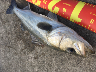 シーバスはそこそこいる感じ