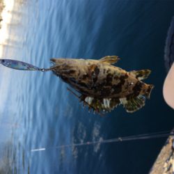 朝~昼ライトゲーム