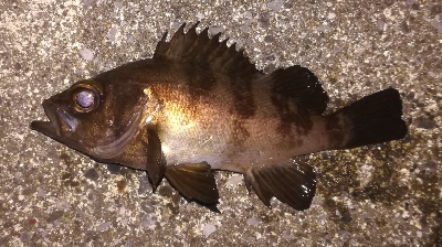 メバリング1810〜1854