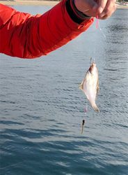 ヒラメ釣果