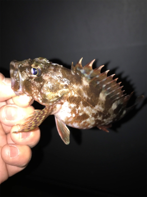 調子が良くなってきた!