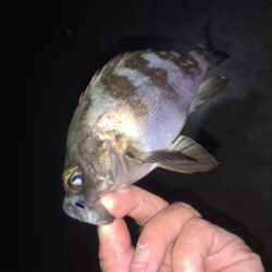 明石方面メバリング