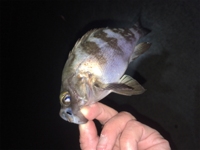 明石方面メバリング