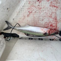 今年初のマイボート釣行