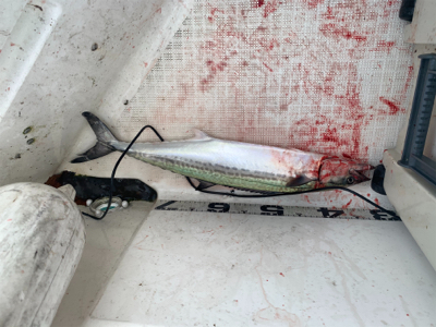 今年初のマイボート釣行