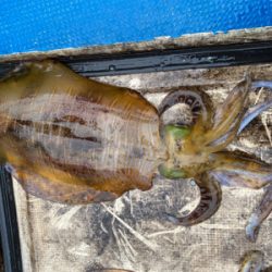 北九州ティップランでキロアップ