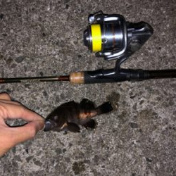 今年初釣りは久々のメバル！