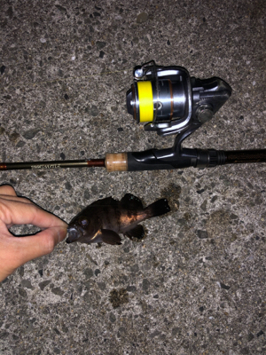 今年初釣りは久々のメバル！