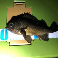 初ロッドと初場所