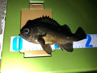 初ロッドと初場所