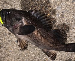 相変わらず釣れてます(^^)