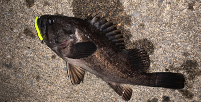 相変わらず釣れてます(^^)